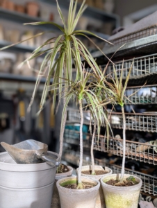 Dracaena is a low-maintenance, easy to maintain plant that does best in bright, indirect sunlight. Here is a selection of dracaena that have outgrown their current pots.