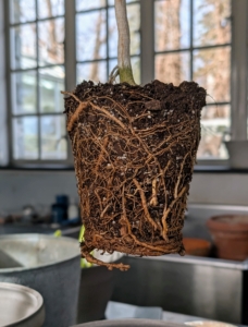 The root ball is pulled from the pot showing some overcrowded roots, sometimes called potbound or root bound. This is a sign the plant needs repotting. Lacking the space to stretch out, the roots of a root bound plant are congested and overgrown.