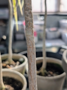 Under the foliage, the stems on these dracaena plants are thick with nodes indicating where leaves emerge. The stem color depends largely on the species, but can range from green to brown to reddish-purple.