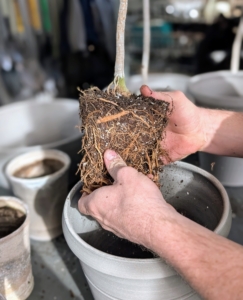 Then he teases the root ball just a bit to stimulate new growth. When transplanting, the roots should also be inspected for any signs of disease, rot, or pest infestation.