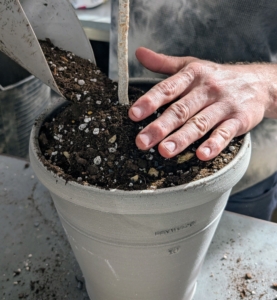 Once the container is filled, Ryan tamps down on the soil gently to ensure good contact with the plant.