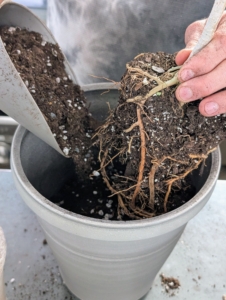 Ryan places the plant in the pot at the same height it was in its previous container. If needed, he adds a bit more soil.