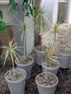 During the growing season of spring and summer, these plants can be watered once a week. During fall and winter, they can wait a few days more. Dracaena plants prefer drier conditions, so it's best to let the soil surface dry out between waterings.