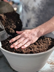 He fills the pot to just under the rim with the potting mix.