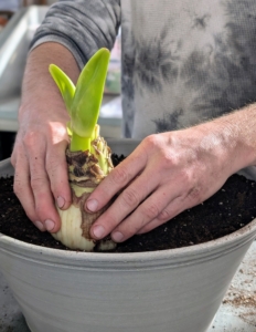 Then Ryan positions the first bulb keeping the top third of it sticking up above the soil level.