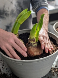 When planting more than one in a container, be sure there is at least an inch between the bulb sides and the rim of the vessel.