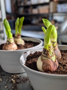 The key to amaryllis forcing indoors is the temperature. The best, most rapid growth will occur if the container is in a room that is at least 70 degrees Fahrenheit.