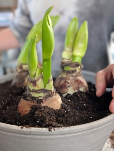 These pots are big enough to accommodate three bulbs each, so Ryan positions the third in each pot.