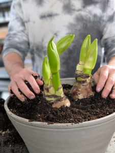 A little more soil potting mix is added. Once positioned properly, Ryan gently packs the potting mix down to anchor the bulbs.