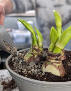 Here, Ryan adds some pea gravel as top dressing. This gravel will also help to anchor the heavy amaryllis stems as they grow.