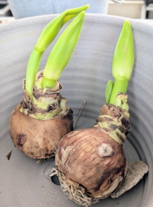 These 'Sovereign' amaryllis bulbs from Colorblends Wholesale Flower Bulbs in Bridgeport, Connecticut are in excellent condition. They are plump, well-rounded, and free from any soft spots, or discoloration. When in bloom, the flowers will be large, orange-red, and borne on sturdy stems.