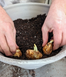 Ryan plants the Camassia bulbs first. Ryan gently pushes each bulb down into the soil, so it is well-anchored. And, just as it is done outside, always plant bulb roots pointed down.