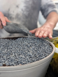 Ryan covers the soil with a layer of pea stone. It looks decorative and will also help to bolster the stems as they grow.