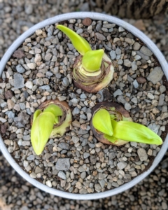 Here is a view of three planted amaryllis bulbs from above - all equally spaced and ready to water.