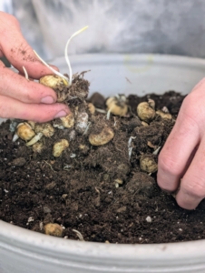 Next, Ryan fills another pot with 'Snake's Head' Fritillaria bulbs.