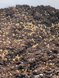 He also adds a generous amount of Miracle-Gro Osmocote fertilizer – small, round, yellow coated prills covering a core of nitrogen, phosphorus, and potassium.