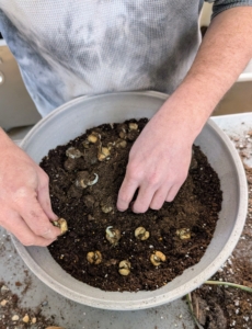 One by one, Ryan places the bulbs on top of the soil, point up, next to one another. Don’t worry about crowding – the more the merrier.