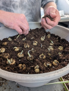 Forcing bulbs essentially means to create the conditions needed to trigger blooming. And forcing needs patience – it can take six to eight weeks or sometimes as long as 13 weeks for the bulbs to come into flower.