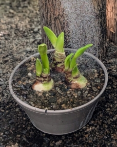 Ryan gives each pot an initial drink. When forcing, be sure to keep the soil moist but not wet. Water only when the top inch or two of the potting mix is dry to the touch.