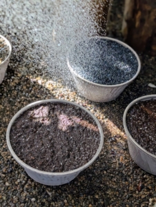 The potted bulbs are brought into the greenhouse for a thorough drink.