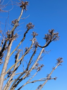 And here is one tree almost done – notice the tops are starting to develop “nubs” or “knuckles” – these will look even better year after year. More thought and planning goes into pollarding than regular topping, and lopping. Pollarding is similar to coppicing but plants are cut back to a stump, rather than down to the ground.