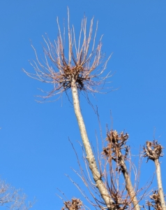 Here is a closer look at one upward growing branch that is not pollarded yet. This year, I asked the crew to focus on these upward branches and leave more of the sides, so the trees leaf out wide and full.