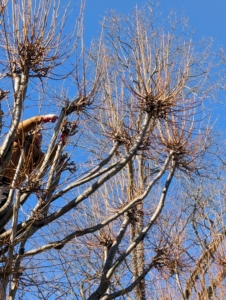 High, overcrowded limbs are removed first. Phurba also cuts any visible Ds of pruning - dead, diseased, damaged, or deranged and crisscrossing branches.