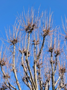 The best time to prune and pollard trees is when the trees are dormant, during the cold winter months. It’s best to complete all pruning before early spring when the buds begin to form. Dormancy pruning reduces the amount of stress placed on the tree. The reduced flow of fluids in the tree during the time helps the pruning wounds heal quicker.