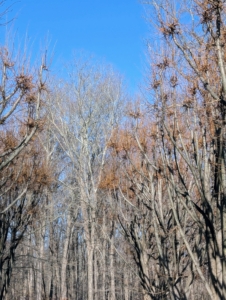 This photo was taken just before pruning began. It was a cold day, but sunny and not too windy so it was perfect for some high tree work.