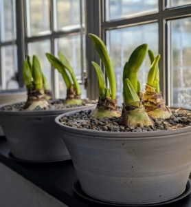 For now, these pots will stay on my head house windowsill where they can get bright, indirect light. And in six to eight weeks, I should have beautiful large colorful blooms atop 12- to 24-inch straight stems. I can't wait.