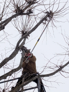 Here's Phurba also using a telescoping pole saw for cutting hard to reach branches.