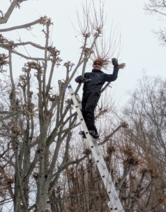 Here's Pasang working on another tree. It takes several days to get the entire allée completed. Regular and thorough pruning will give the branches more air circulation and room to grow.