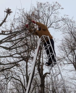 High, overcrowded limbs are removed first. Phurba also cuts any visible Ds of pruning - dead, diseased, damaged, or deranged and crisscrossing branches.