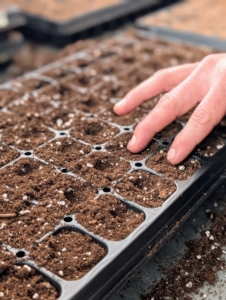 Using his fingers, Ryan makes a hole in each cell, and then drops seeds into each one.