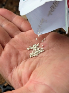 These seeds are pelleted. Each seed is coated with a layer of clay to increase its size and make them easier to handle.