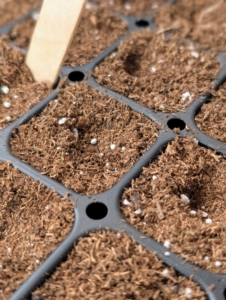 Look closely to see the seeds in the cell. These seeds will be selectively thinned in a few weeks. The process eliminates the weaker sprout and prevents overcrowding, so seedlings don’t have any competition for soil nutrients or room to mature.