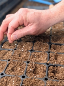 Ryan drops one to three seeds into each cell. It’s always a good idea to keep a record of when seeds are sown, when they germinate, and when they are transplanted. These observations will help organize a schedule for the following year.