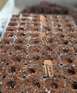 The markers clearly identify the varieties in the tray.