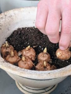 The bulbs should be placed deep enough so they can be fully covered. Ryan gently pushes each bulb down into the soil, so it is well-anchored. And remember, pointed end faced up and root end facing down.