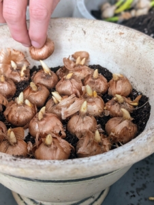 Use enough bulbs to fill the container. They can be crowded together or spaced out.