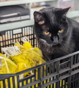 Here is my greenhouse cat, Blackie, watching from nearby.