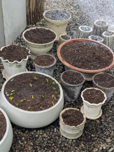 All the planted pots are brought out to the greenhouse for a good drink.