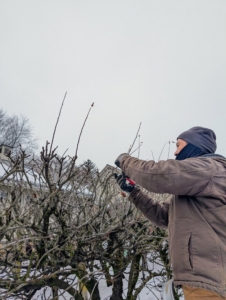 Here's Chhiring cutting off the water sprouts. He also focuses on the overall height of the espaliered trees, so the end result is even along the entire row.