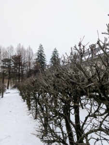 The same pruning methods are used at the espaliered apples.