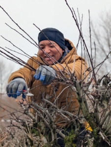 When Phurba prunes he cuts branches at a 45 to 60 degree angle. Using hand tools takes a little longer, but gives my trees a more natural appearance and shape.