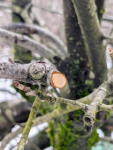 Here is another good cut. It is close to the branch collar at the base of the limb.