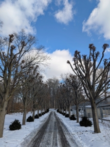 All the trees are trimmed to the same height. Some of the other types of trees that can benefit from pollarding include beech trees, black locust trees, catalpa trees, hornbeams, horse chestnuts, London planetrees, mulberry trees, redbuds, and willows. It's exciting to see these trees grow and evolve over time.