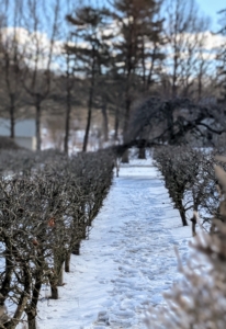 Controlling woody plant growth for the production of fruit has been a practice since the 18th and 19th centuries. The espaliered fruits were easier to access and adorned many stately homes. Right now at my farm, there's still snow on the ground, but it won't be long before these trees are filled with gorgeous flavorful fruits.