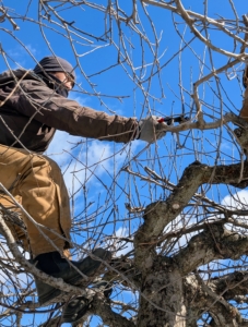 Here’s Chhiring working in another section pruning the Ds - the dead, diseased, damaged, and deranged or crisscrossing branches, as well as any water sprouts and suckers.