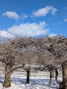 In general, when pruning always encourage branches to grow toward the outside of the tree and eliminate those that grow toward the center or cross other branches. Air and light need to penetrate the foliage to the center of the tree as much as possible.